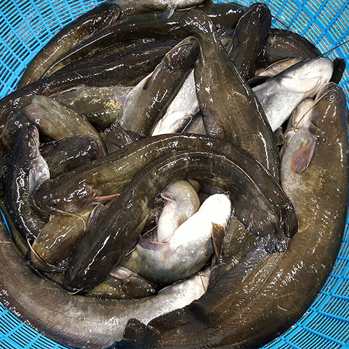   ι ޱ 1kg