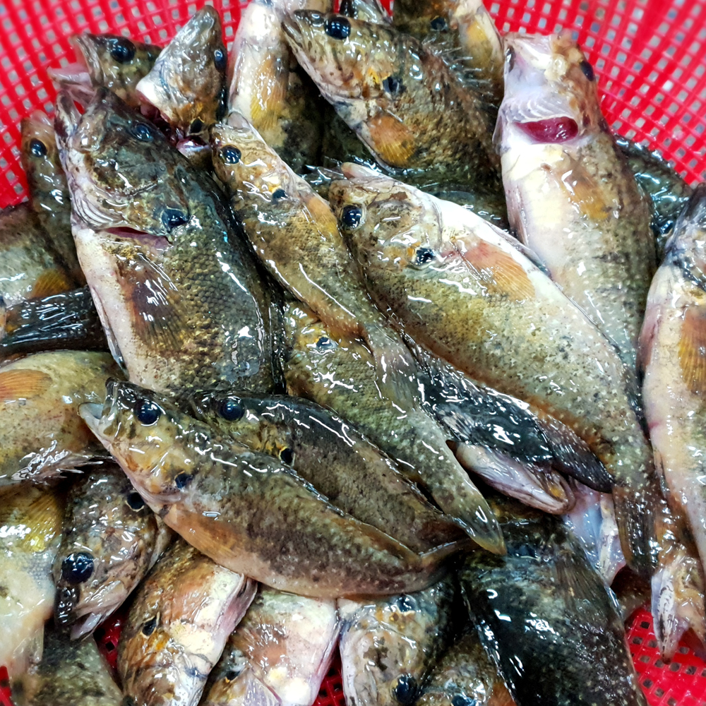   ι  500g